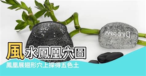 紫鳳凰風水|【紫鳳凰風水】紫鳳凰風水之王：揭秘玄關植物的風水妙用